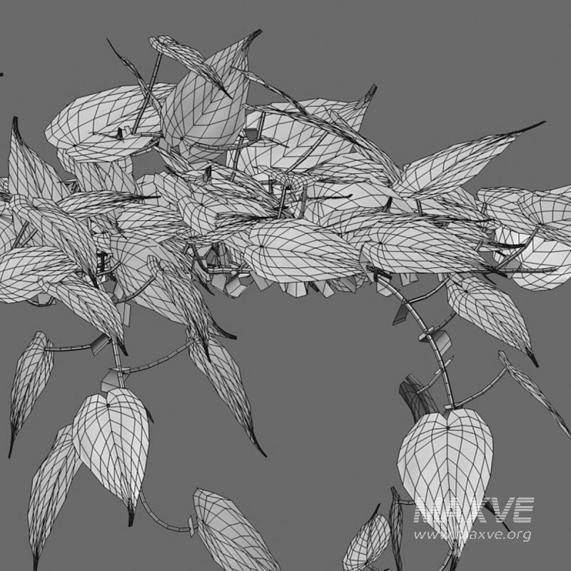 Philodendron Scandens Micans - Image 7