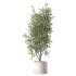 Olive Tree Indoor Plant Set.19 - Thumbnail 2