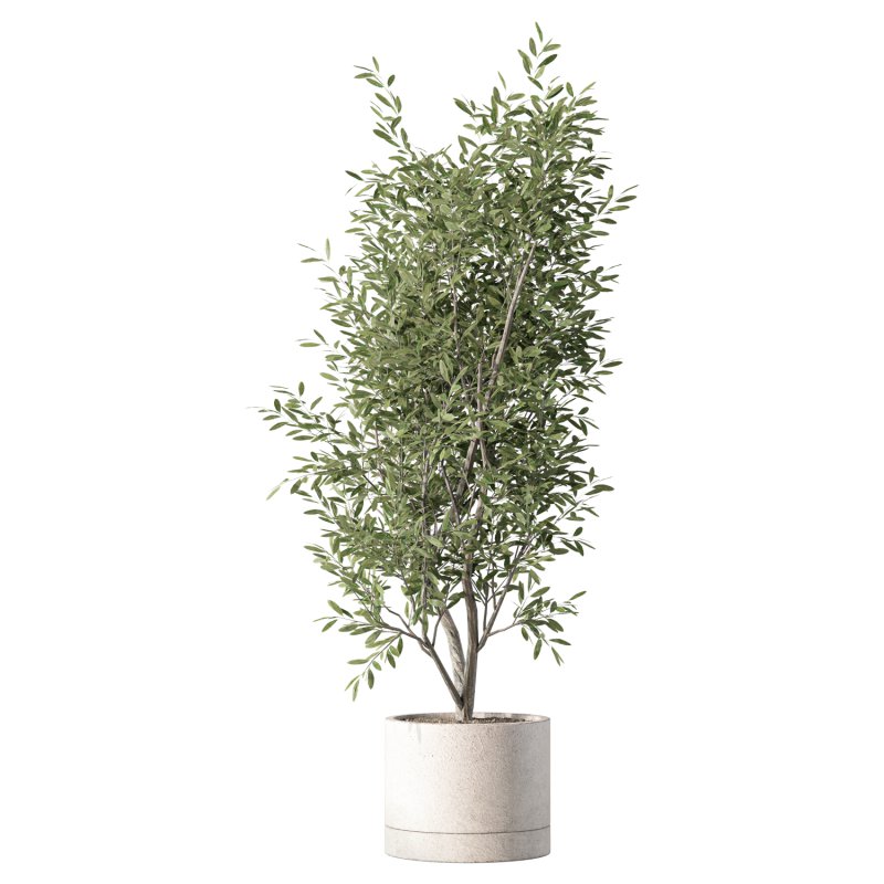 Olive Tree Indoor Plant Set.19 - Image 2