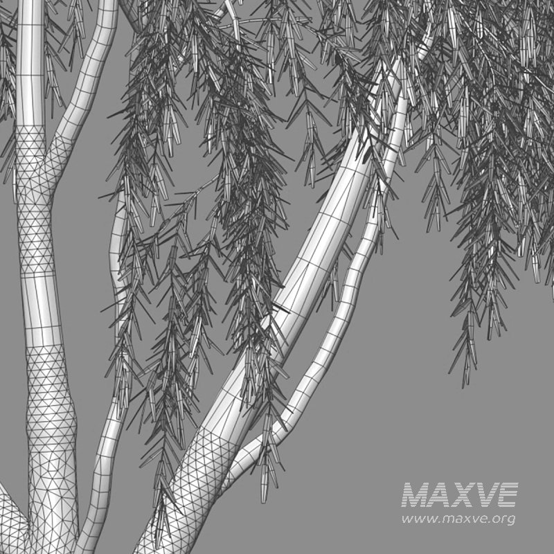 Salix babylonica – Weeping Willow 02 - Image 2