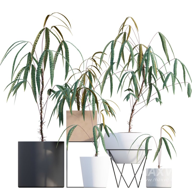 Anthurium cutucuense - Image 1