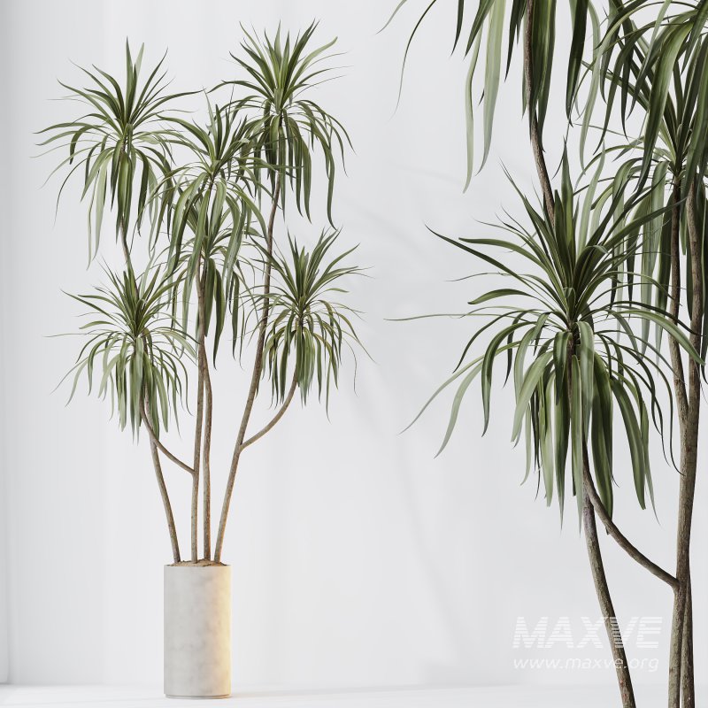 AV Indoor plants set 204 Mission Olive and Ficus Cyathistipula and Lemon Lime Cane Dragon and Banana Strelitzia Nicolai - Image 6