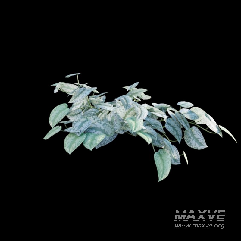 Scindapsus pictus – Satin Pothos - Image 5