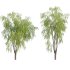 Salix babylonica – Weeping Willow 01 - Thumbnail 1