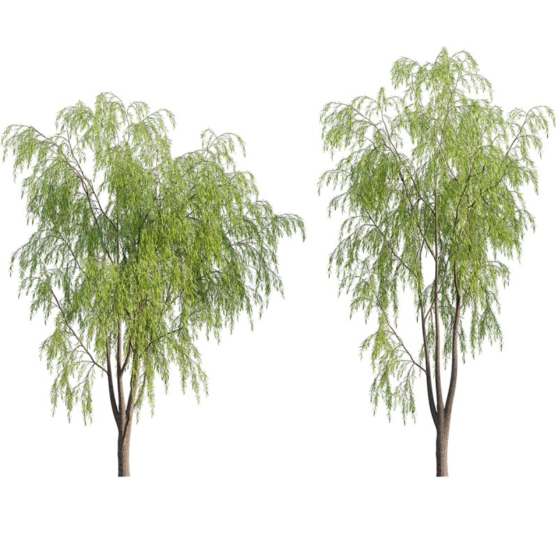 Salix babylonica – Weeping Willow 01 - Image 1