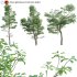 Alnus glutinosa – Common alder -02 - Thumbnail 1