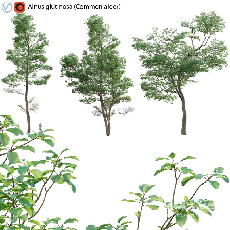Alnus glutinosa – Common alder -02 - Image 1