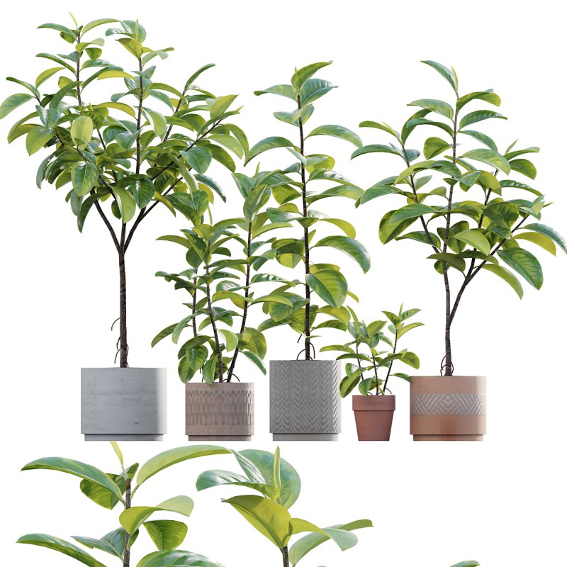 Ficus benghalensis - Image 1