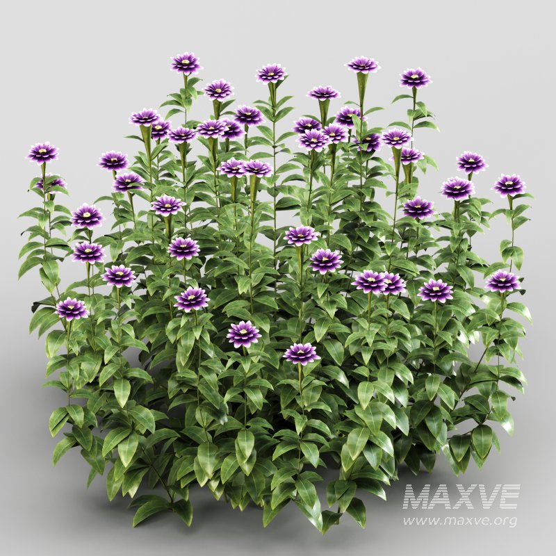 Purple blossom bush - Image 4