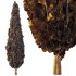 Italian Cypress Tree 2 - Thumbnail 6