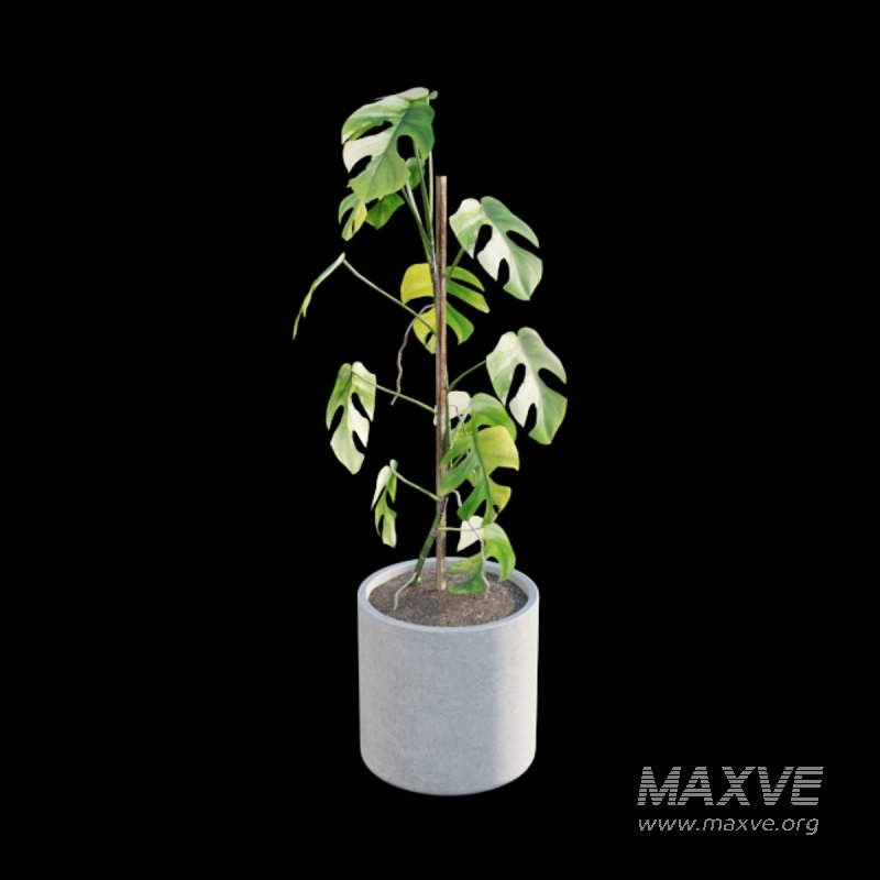 Rhaphidophora tetrasperma variegata – Mini Monstera - Image 5