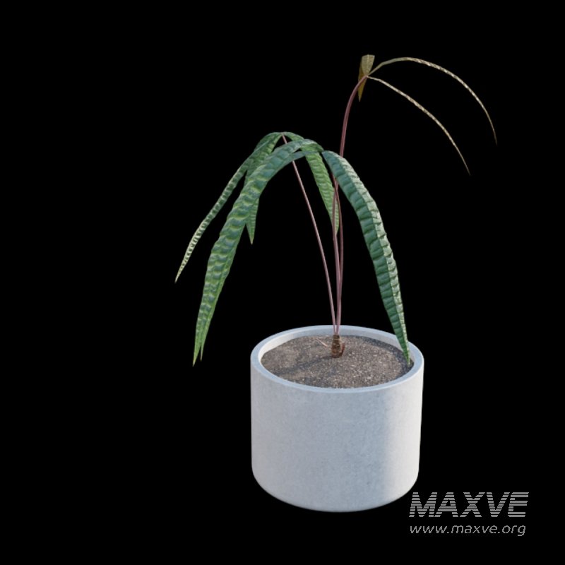Anthurium cutucuense - Image 3
