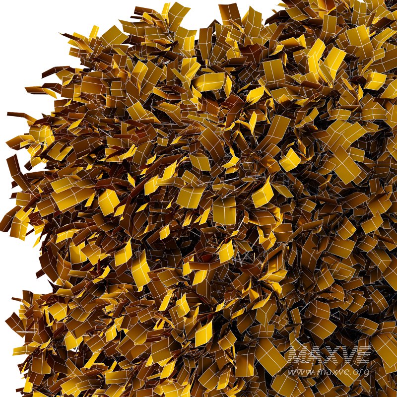 Carpinus Betulus Bush 01 - Image 5