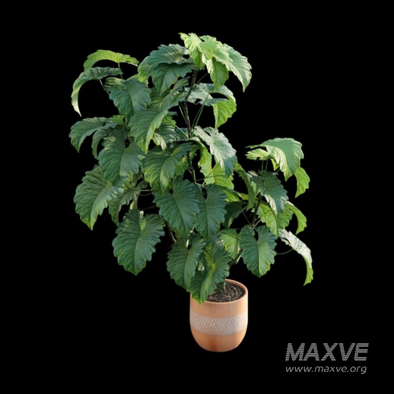 Philodendron subincisum - Image 6