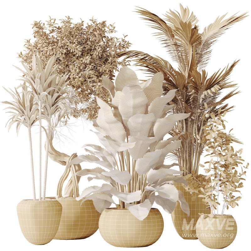 AV Indoor plants set 197 Ficus Bonsai Ginseng and Lemon Lime Cane Dragon and ParadiseBird and Areca Palm - Image 9