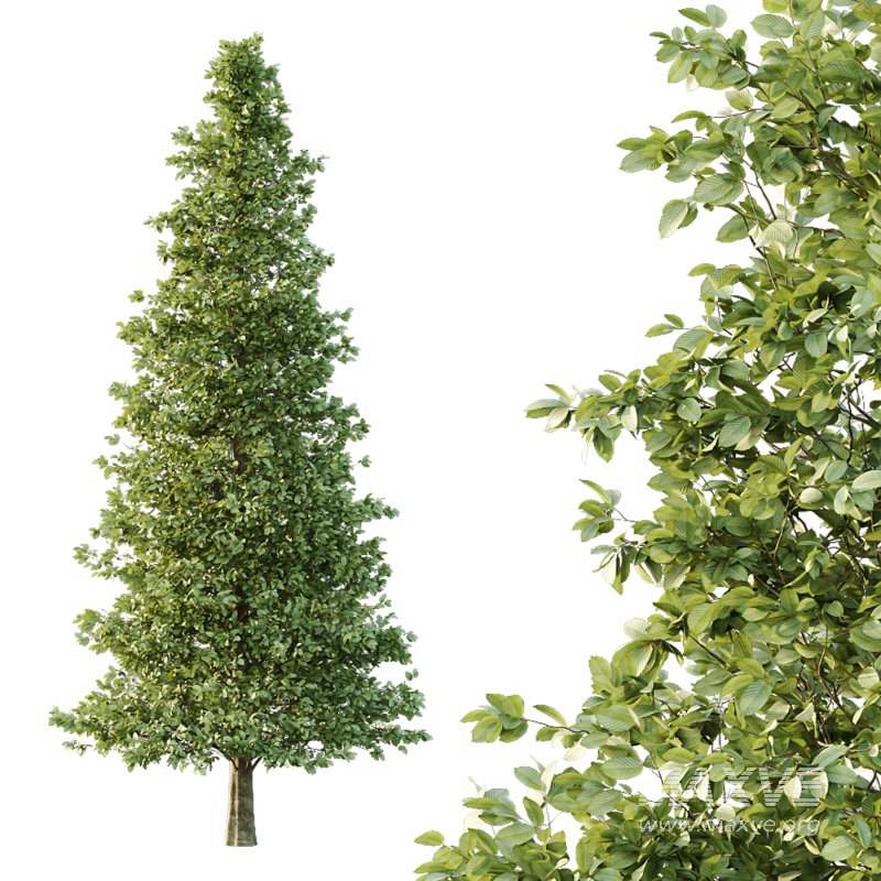 Carpinus Betulus Tree 07 - Image 1