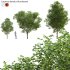 Carpinus betulus – Hornbeam – 02 - Thumbnail 1