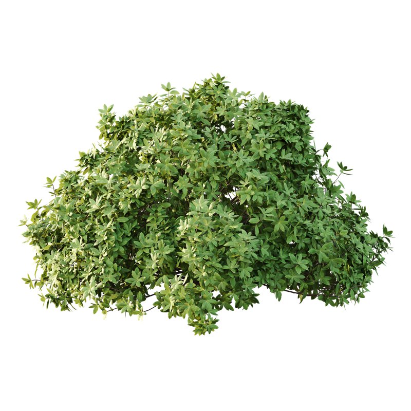 Edgeworthia chrysantha Plant Bush 02 - Image 2