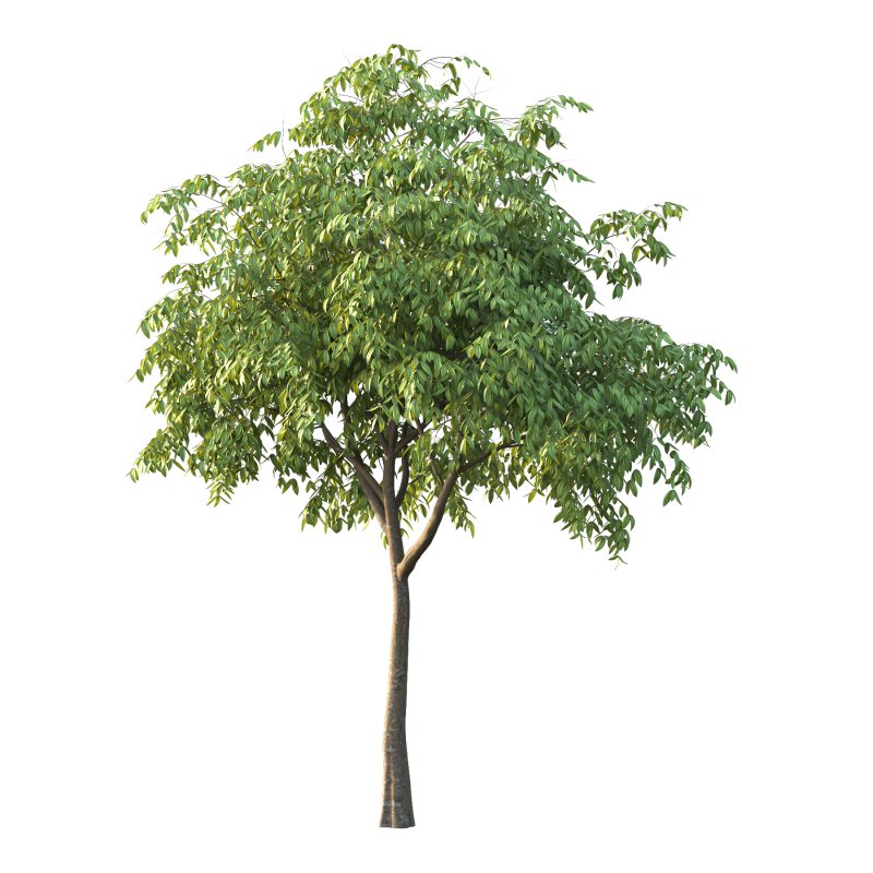 Cinnamomum burmannii Tree 01 - Image 3