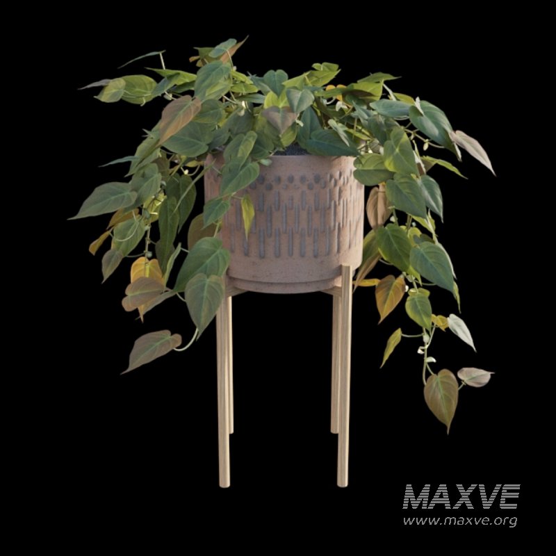 Philodendron Scandens Micans - Image 4