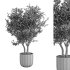 Olive Tree Indoor Plant Set.10 - Thumbnail 4