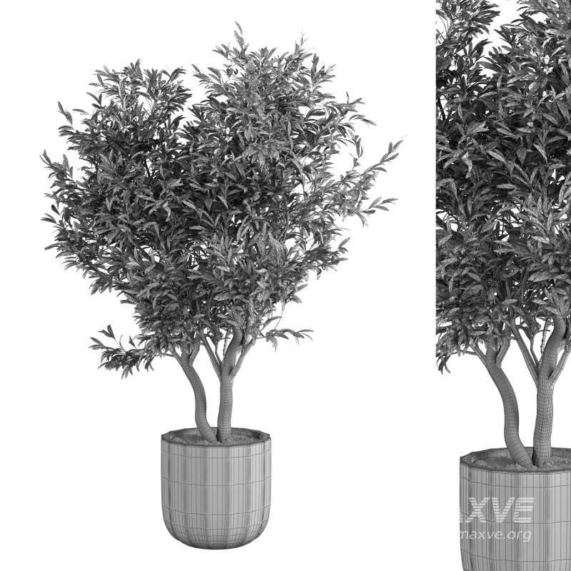 Olive Tree Indoor Plant Set.10 - Image 4