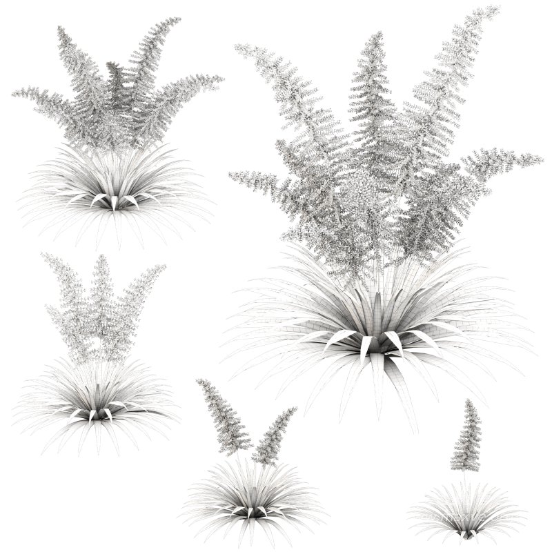 Elegant fern bush - Image 4