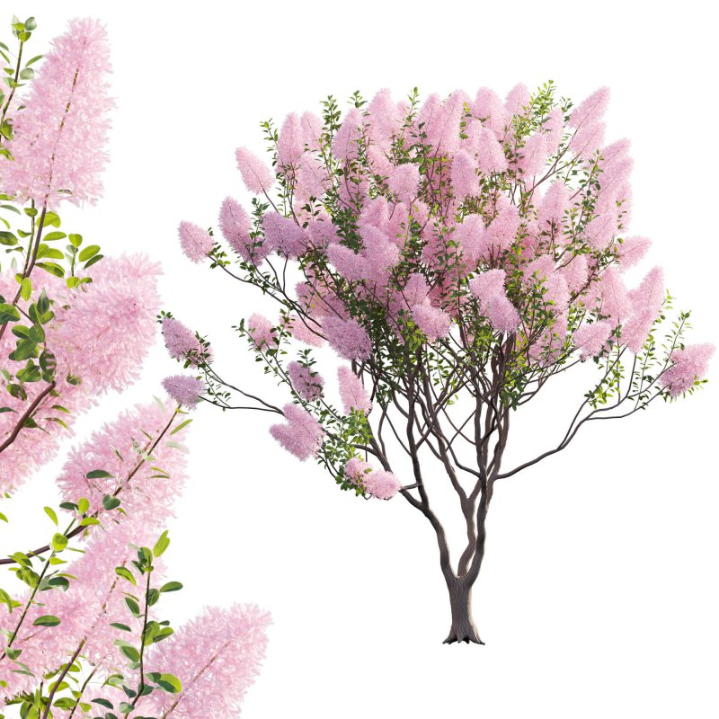 Cotinus coggygria – Smokebush 02 - Image 1