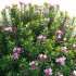 Daphne arbuscula – Shrubby daphne 02 - Thumbnail 6
