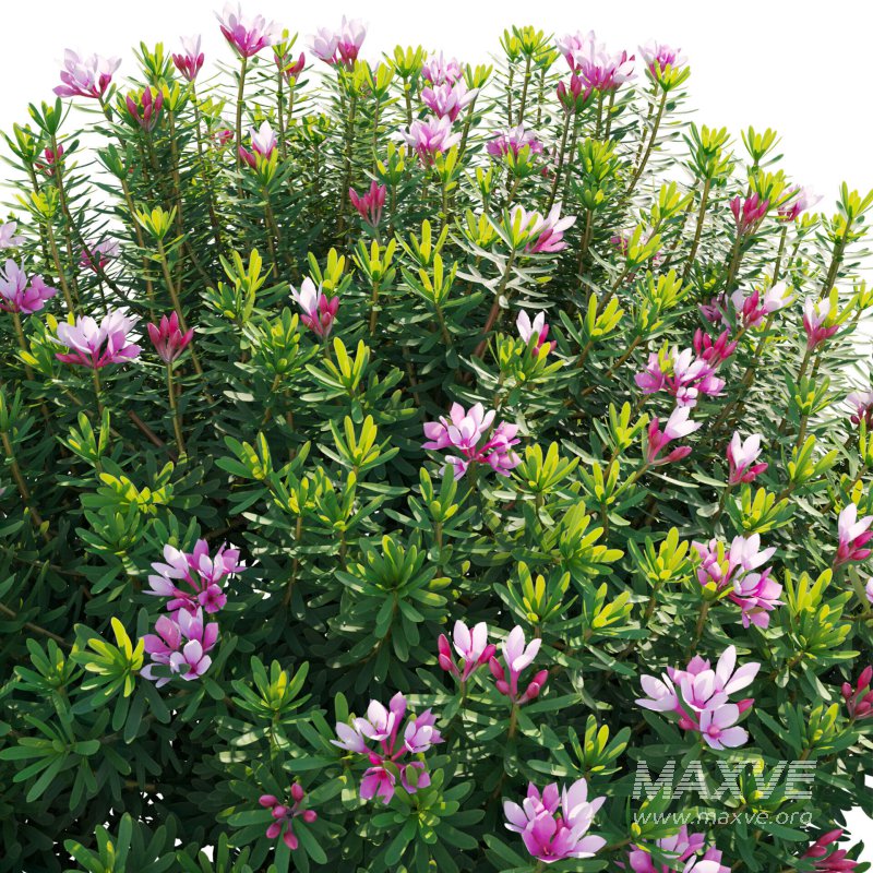 Daphne arbuscula – Shrubby daphne 02 - Image 6