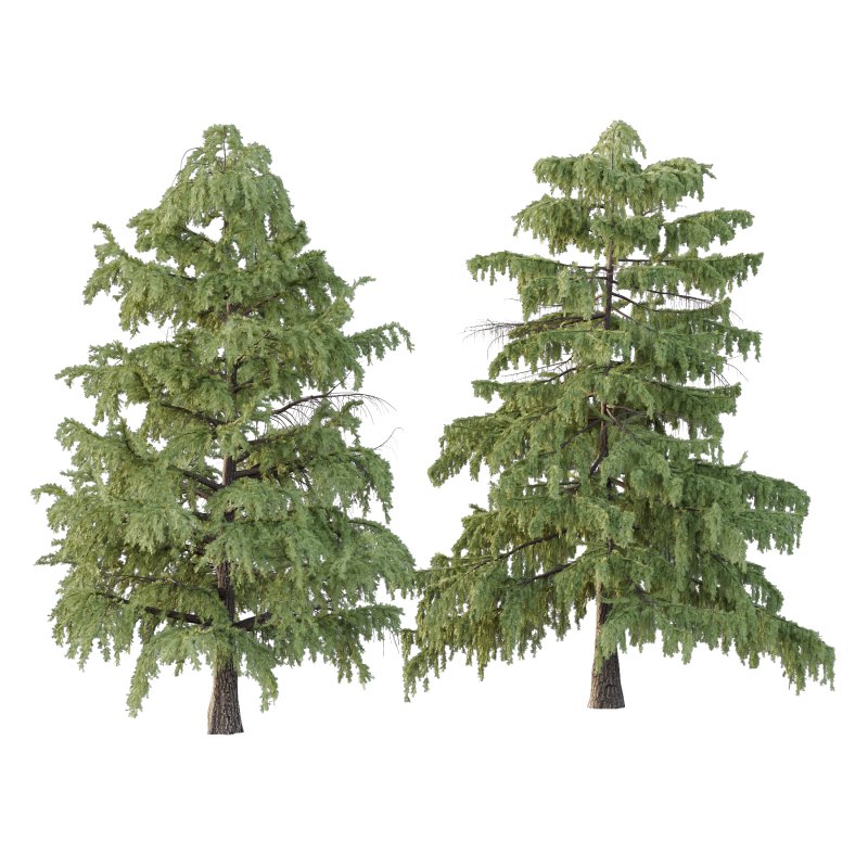 Cedrus deodara Tree 001 - Image 2