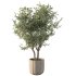 Olive Tree Indoor Plant Set.10 - Thumbnail 3