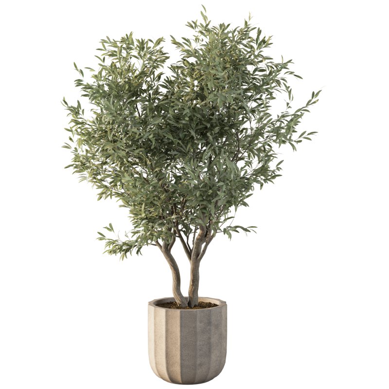 Olive Tree Indoor Plant Set.10 - Image 3