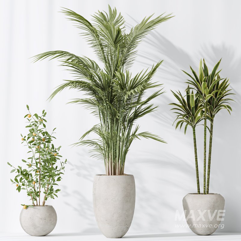 AV Indoor plants set 197 Ficus Bonsai Ginseng and Lemon Lime Cane Dragon and ParadiseBird and Areca Palm - Image 6