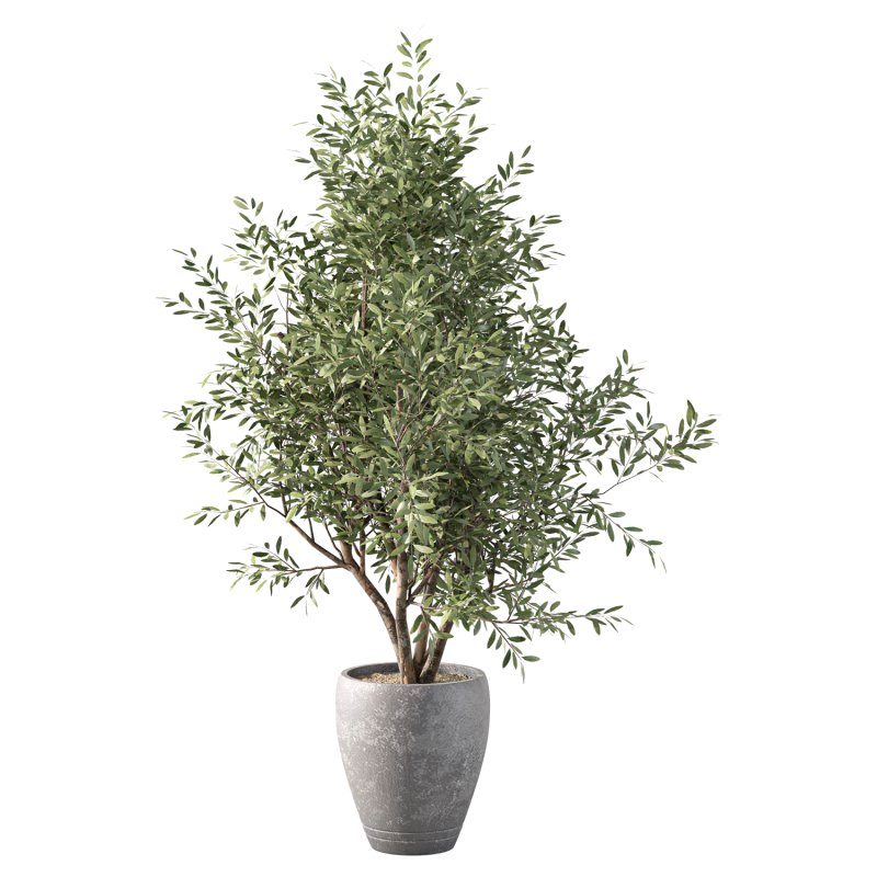Olive Tree Indoor Plant Set.20 - Image 4