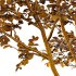 Betula Pendula Tree - Thumbnail 5