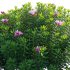 Daphne arbuscula – Shrubby daphne 02 - Thumbnail 4