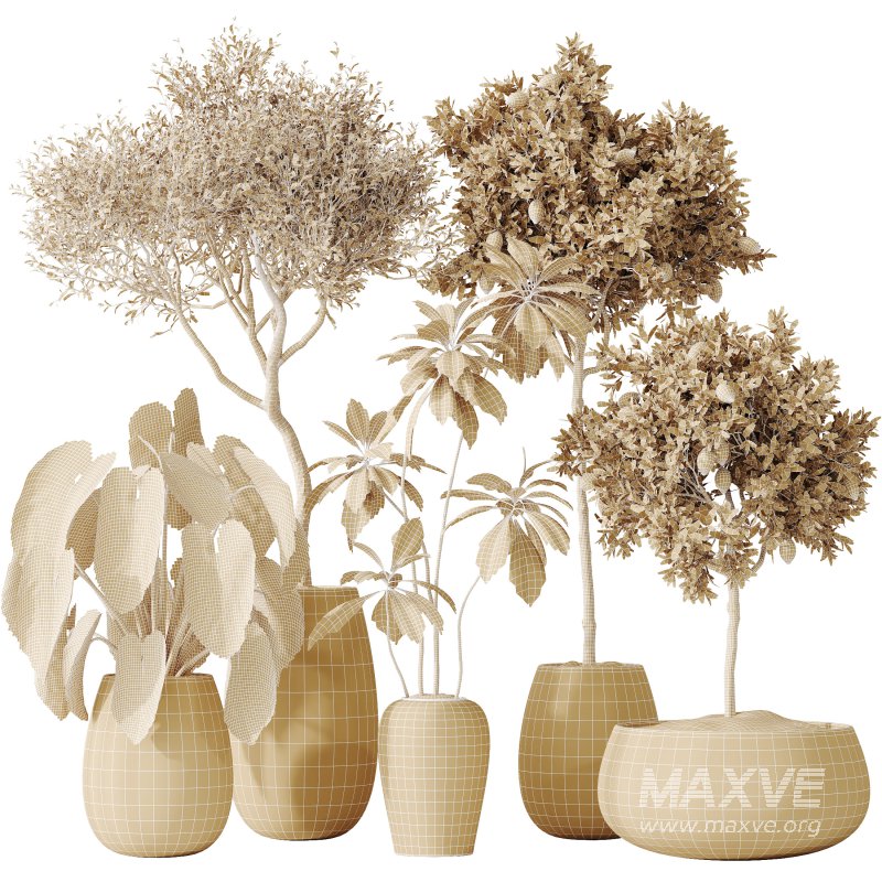 AV Indoor plants set 200 Mandarin Fruit Lemon Tree and Alocasia Jardin and Ficus Cyathistipula Fig and Mission Olive - Image 8