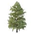 Cedrus deodara Tree 001 - Thumbnail 3