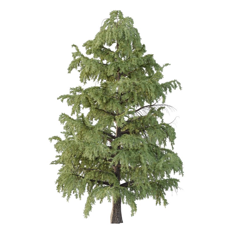 Cedrus deodara Tree 001 - Image 3