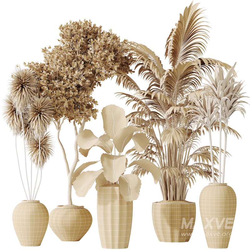 AV Indoor plants set 206 Mission Olive and Areca Palm and Yucca Elephantipes and Calathea Lutea and Dracaena Warneckii - Image 10