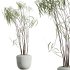 AV HousePlants Japandi Decorative Minimalism Ficus Dracaena Marginata24 - Thumbnail 1