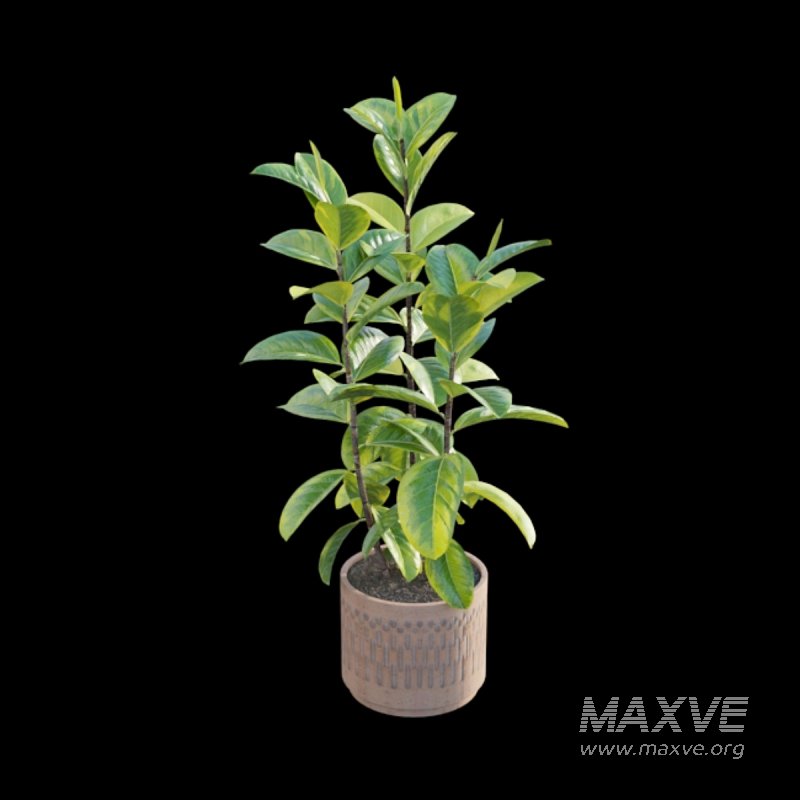 Ficus benghalensis - Image 2