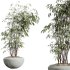 AV HousePlants Japandi Decorative Minimalism Ficus Dracaena Marginata23 - Thumbnail 3