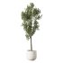 Olive Tree Indoor Plant Set.22 - Thumbnail 3