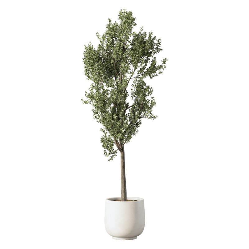 Olive Tree Indoor Plant Set.22 - Image 3