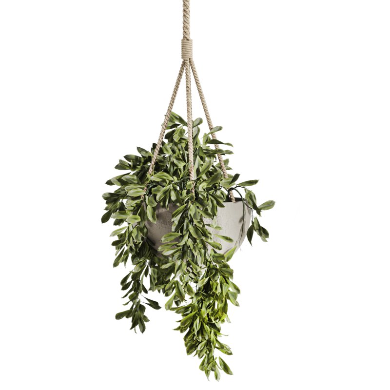 hanging plants - Image 3