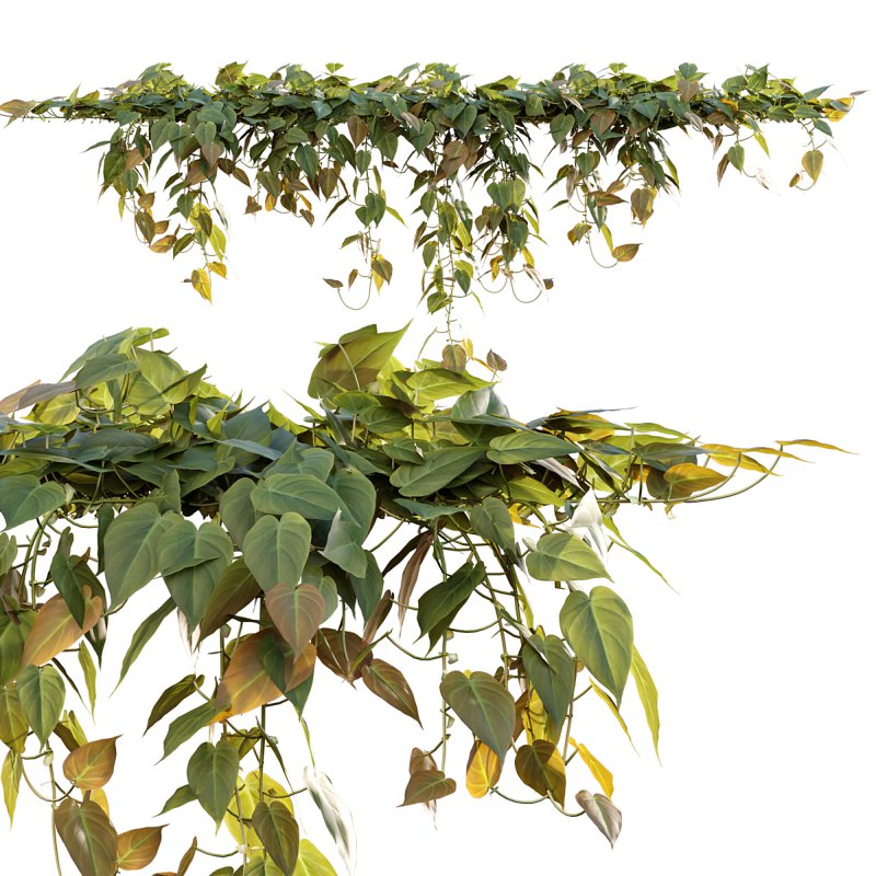 Philodendron Scandens Micans - Image 1