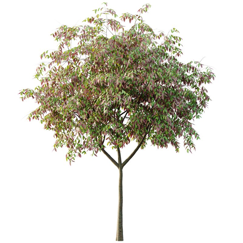 Cinnamomum burmannii Tree 03 - Image 2