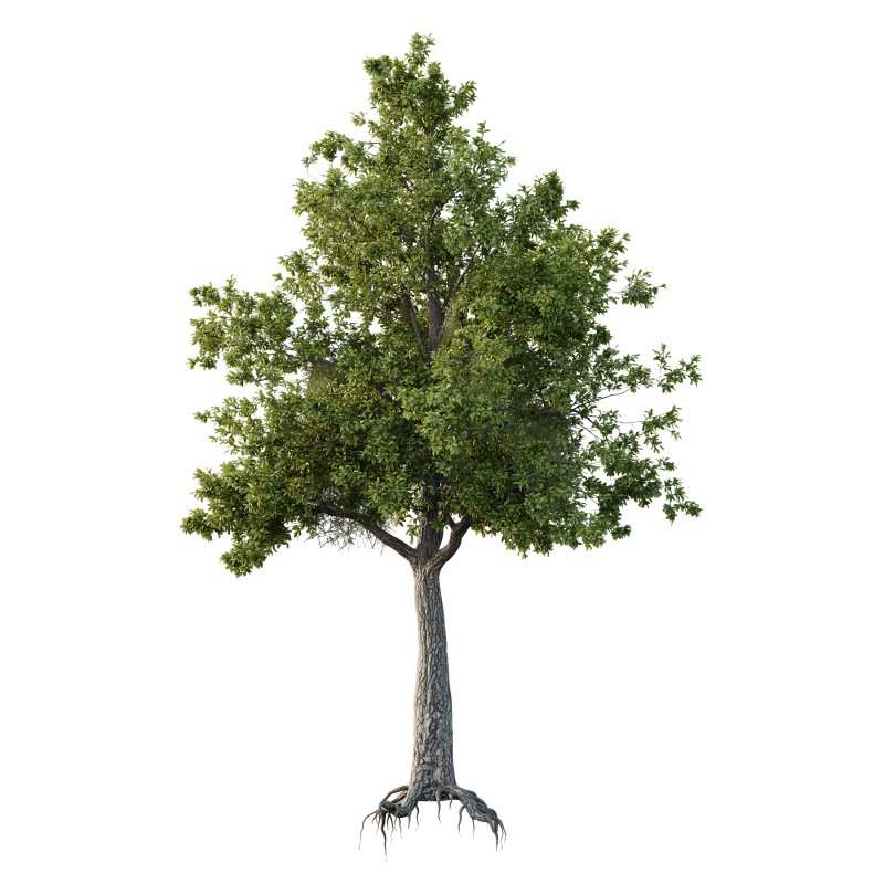 Spanish Moss Tree 05 - Image 1